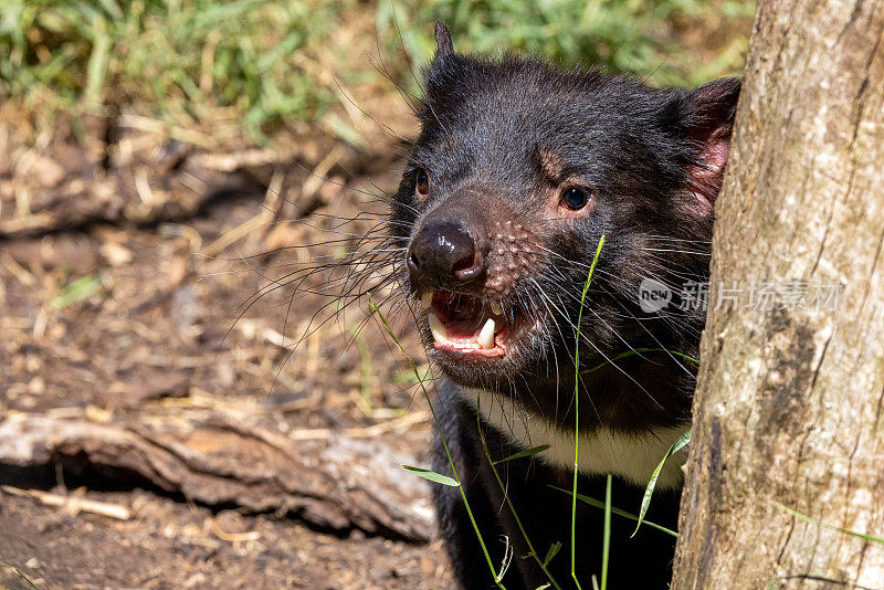 袋獾，Sarcophilus harrisii，最大的食肉有袋动物，一种只在澳大利亚塔斯马尼亚州和新南威尔士州发现的濒危物种。